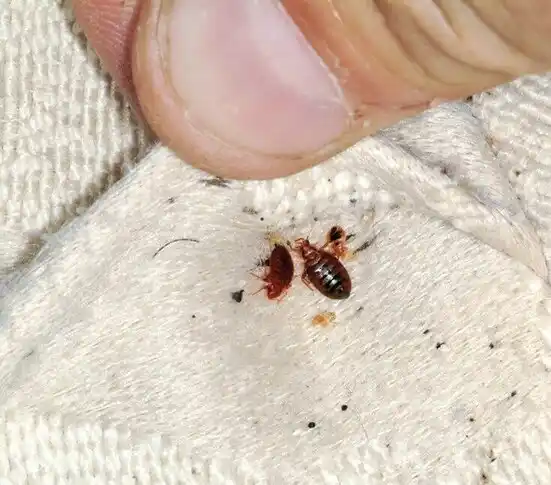 pest control Wilder